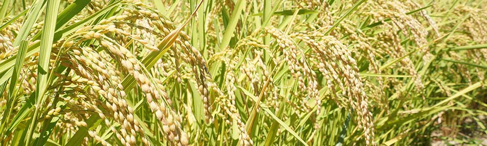 長野県特別栽培米コシヒカリ